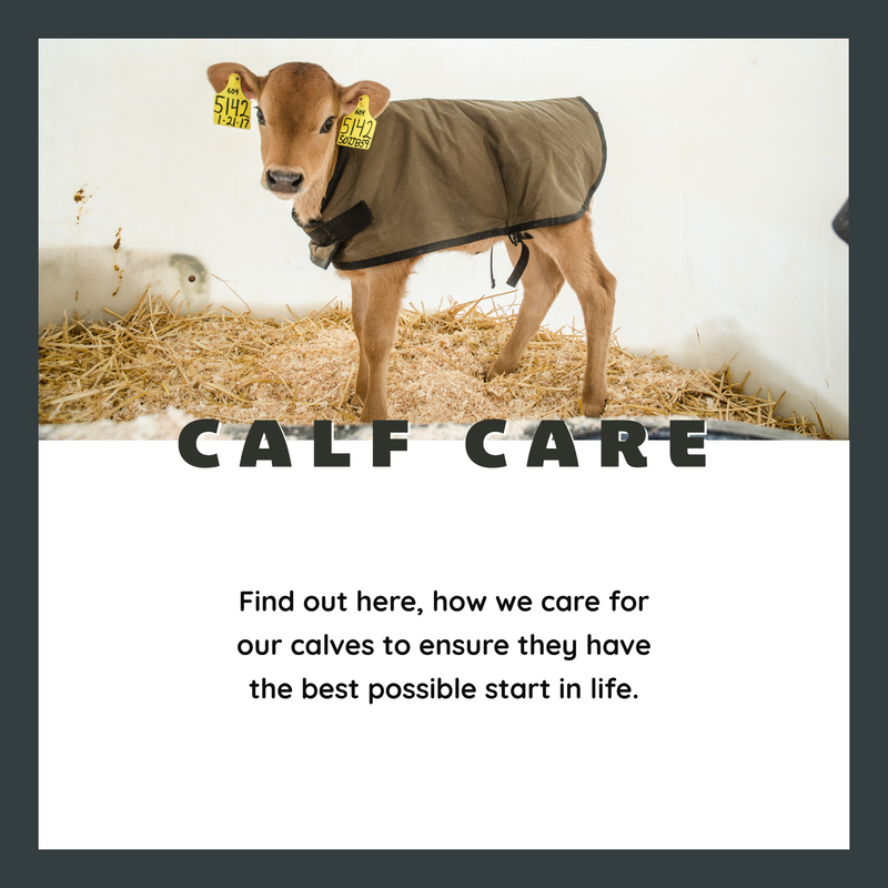 Calf Care