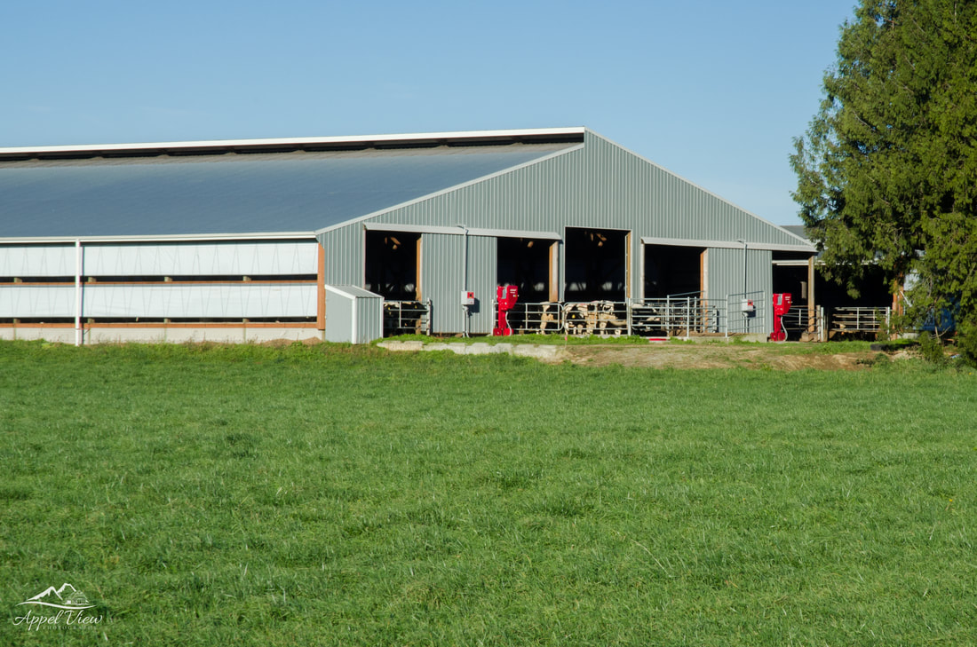 Barns have changed over the years from beautiful old barns with silos and grain elevators to modern day flat barns with open air and curtains. 